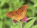 Great spangled fritillary